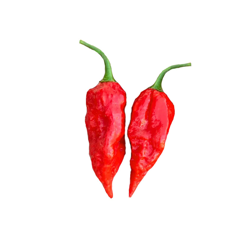 Naga Morich Pepper Seeds - Super Hot Heirloom - Scoville 1.3M