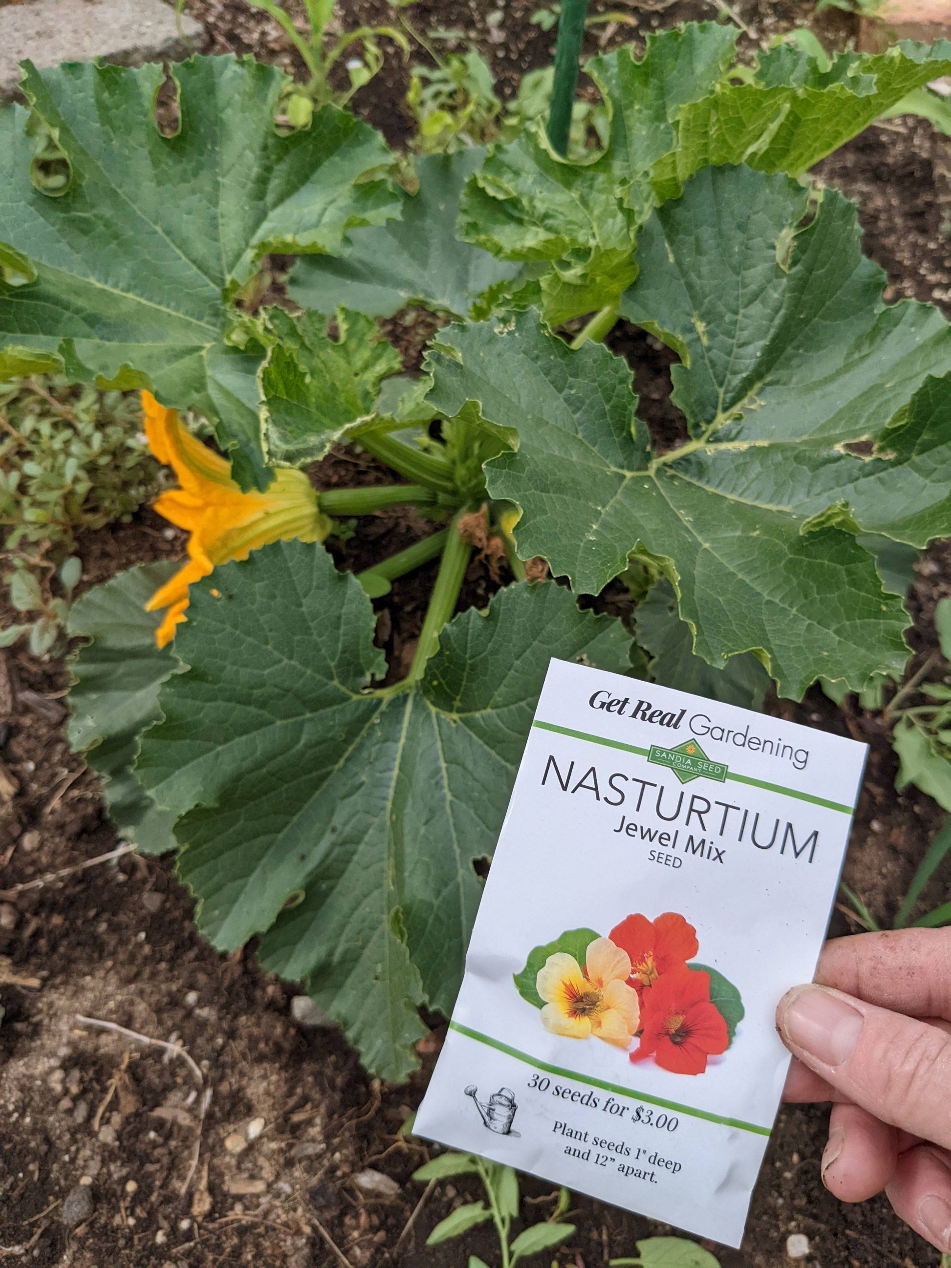 nasturtium flower seeds for sale Nasturtium Jewel Mix Seeds - Edible Blooms