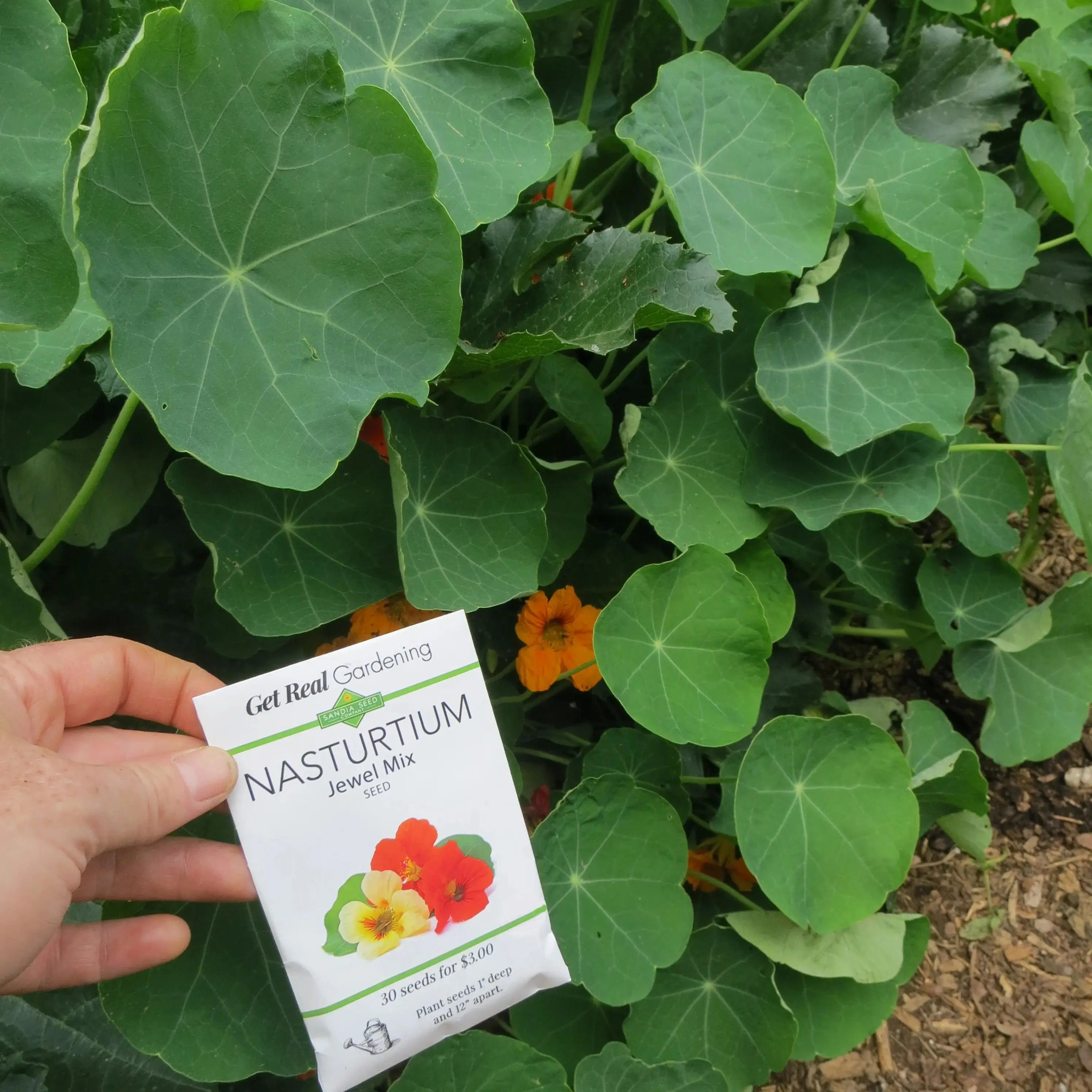burgess seed and plant company order status Nasturtium Jewel Mix Seeds - Edible Blooms