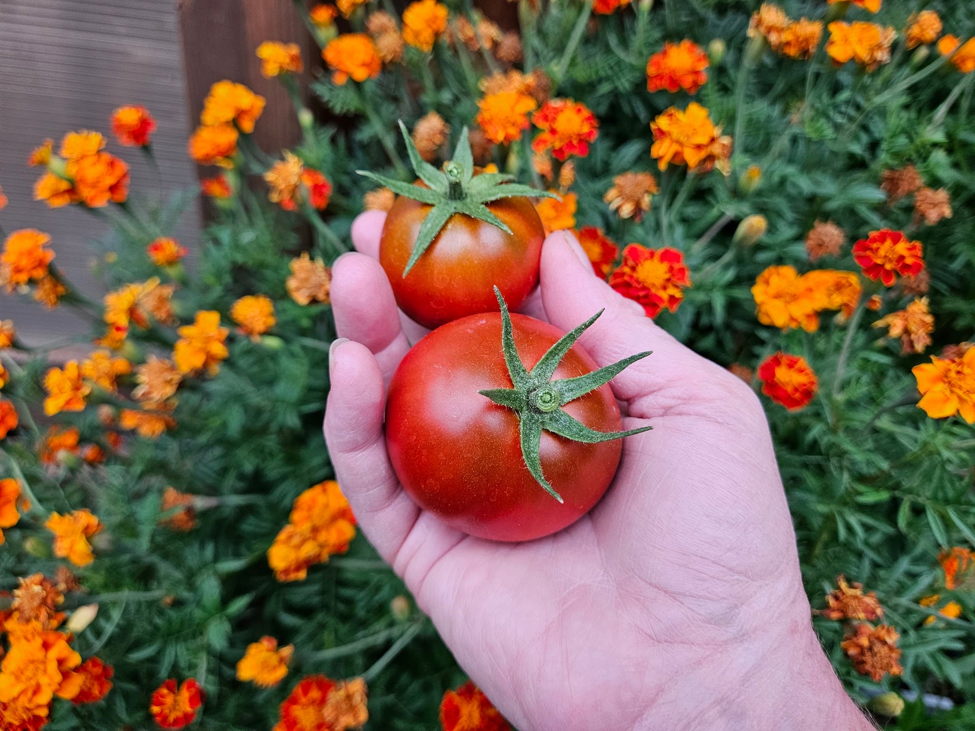plant tomatoes from seeds New Yorker Tomato Seeds - Early Slicer Variety