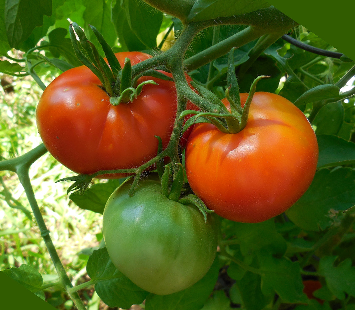Cluster of New Yorker tomatoes on the vine, showing ripening stages from green to red, ideal for cool climates and short-season gardens.