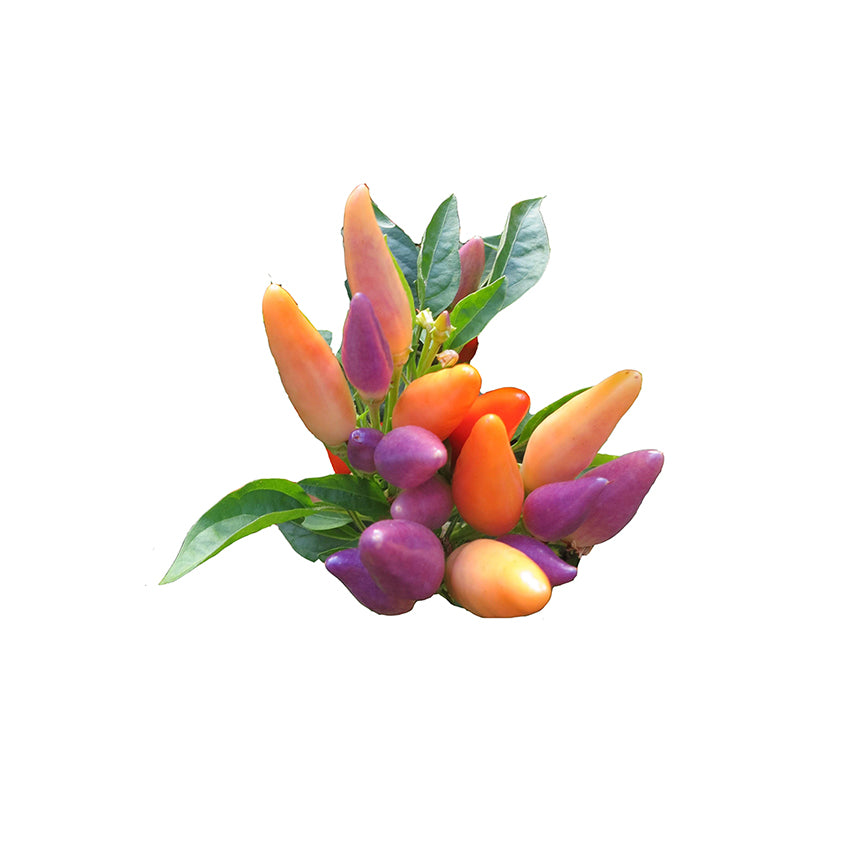 Easter Ornamental NuMex Pepper Seeds produce compact plants with vibrant purple, orange, and yellow peppers. Ideal for colorful garden displays.