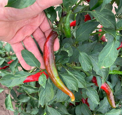 Partially ripened Cayenne NuMex Las Cruces pepper on plant, showing transition from green to red, ideal for home garden harvesting.