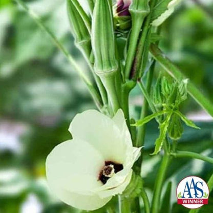 Okra - Clemson Spineless Seed