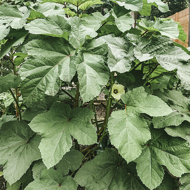 Okra - Clemson Spineless Seed