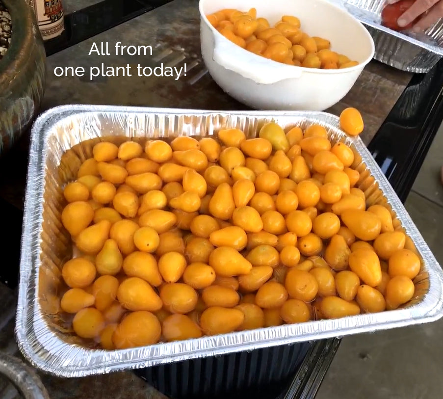Yellow Pear Beam's Tomato Seeds - Bright Yellow Delicacies - Heirloom