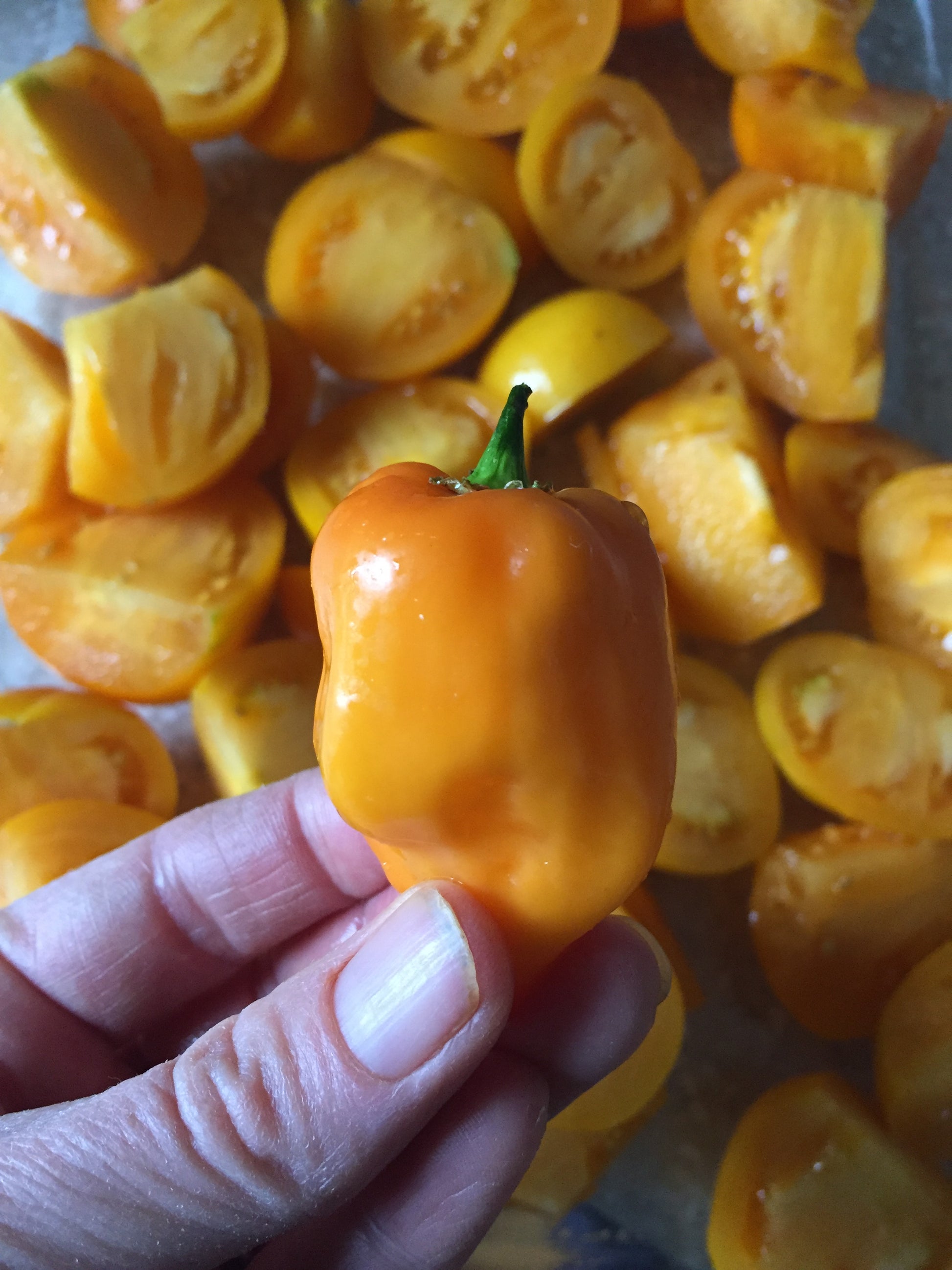 Orange Habanero Seeds - Habaneros are great for salsa
