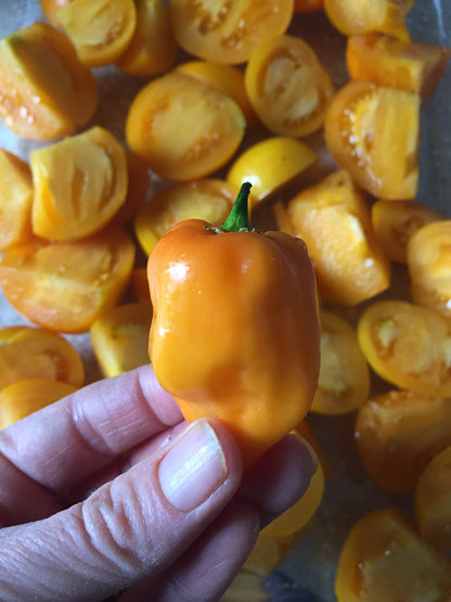Orange Habanero Seeds - Habaneros are great for salsa