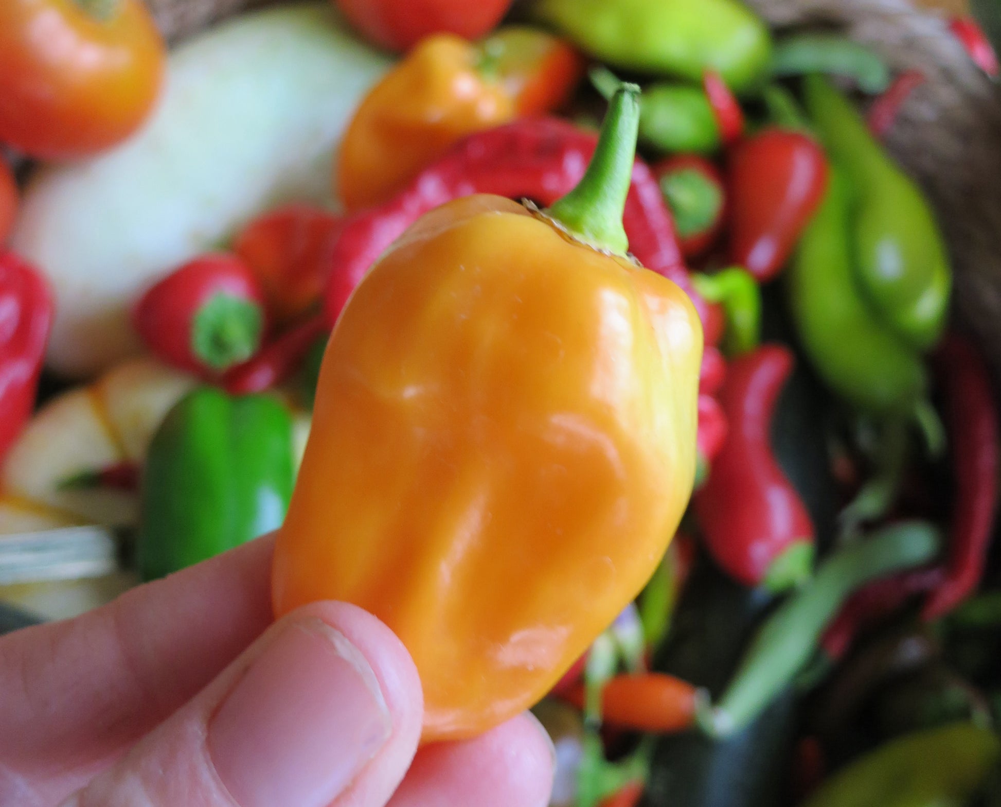 Orange Habanero Seeds - pretty, tasty and HOT!