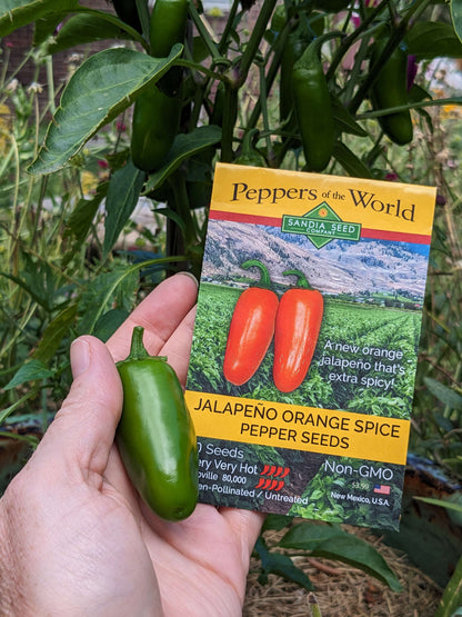 A hand holds a green jalapeño pepper next to a seed packet labeled 'Peppers of the World' for 'Jalapeno Orange Spice Pepper Seeds' in a garden setting with leafy plants.