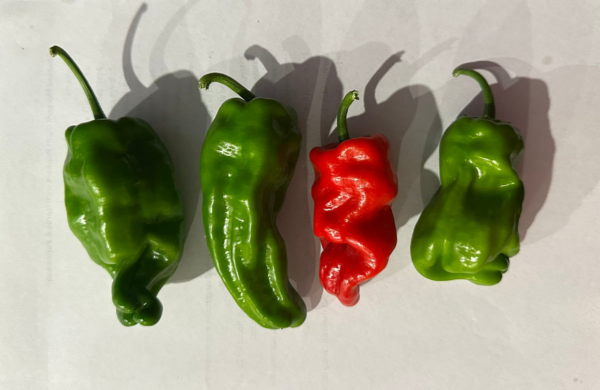 Four wrinkled chili peppers arranged in a row on a white background, with three green peppers and one red pepper, casting strong shadows.