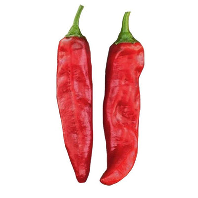 Two dried red Paprika Pepper Seeds - NuMex variety, ideal for home gardening and spice production with high pigment and low heat.