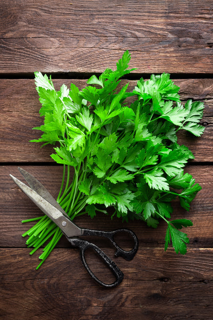 Herb Seeds - Parsley Seeds