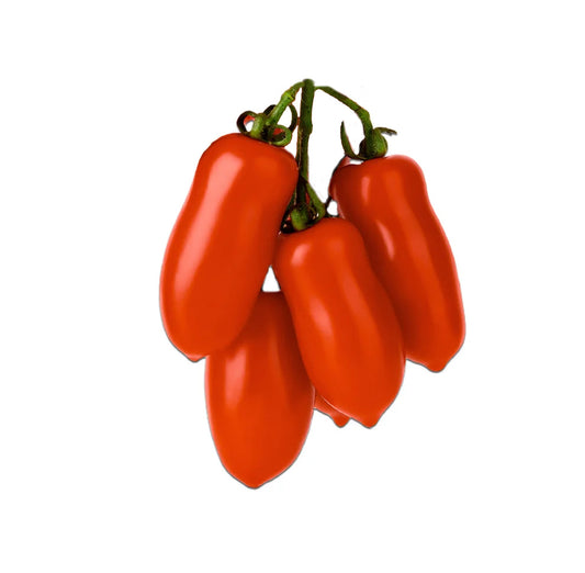 A cluster of glossy red San Marzano II Tomatoes