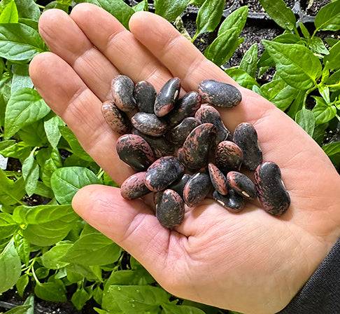 black bean seeds planting Bean - Scarlet Runner Bean