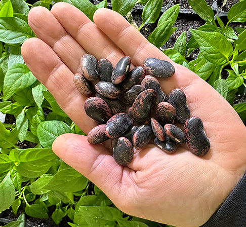 Bean - Scarlet Runner Pole Bean Seeds