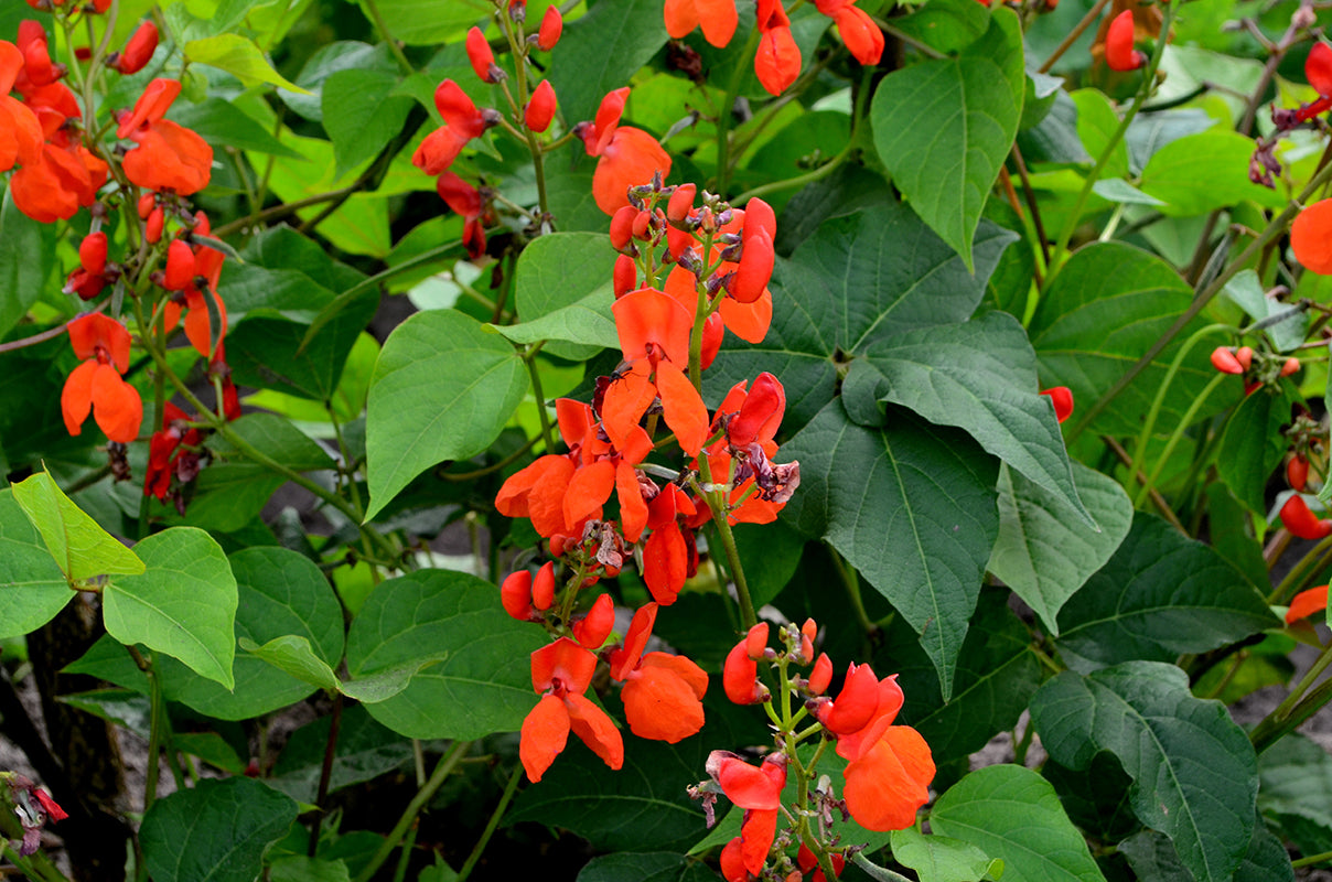 Bean - Scarlet Runner Pole Bean Seeds