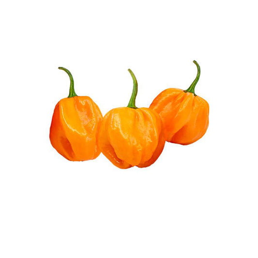 Three ripe Scotch Bonnet Orange peppers with vibrant orange skin and green stems, ideal for growing hot heirloom peppers at home.
