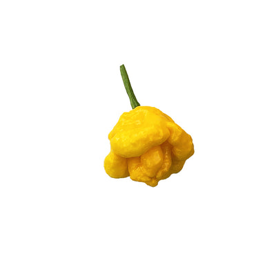 Single ripe Scotch Bonnet Yellow pepper showing wrinkled texture and vibrant yellow color, ideal for growing from Scotch Bonnet Pepper Seeds - Yellow Heat - Extra Flavor.