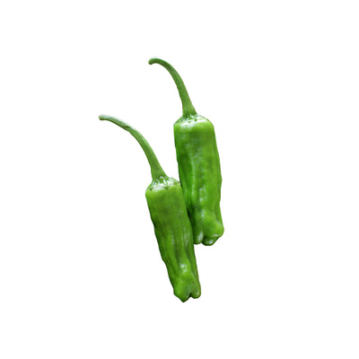 Two fresh Shishito peppers from Japanese heirloom seeds, ideal for home gardens and container growing. Sweet flavor and easy to cultivate.