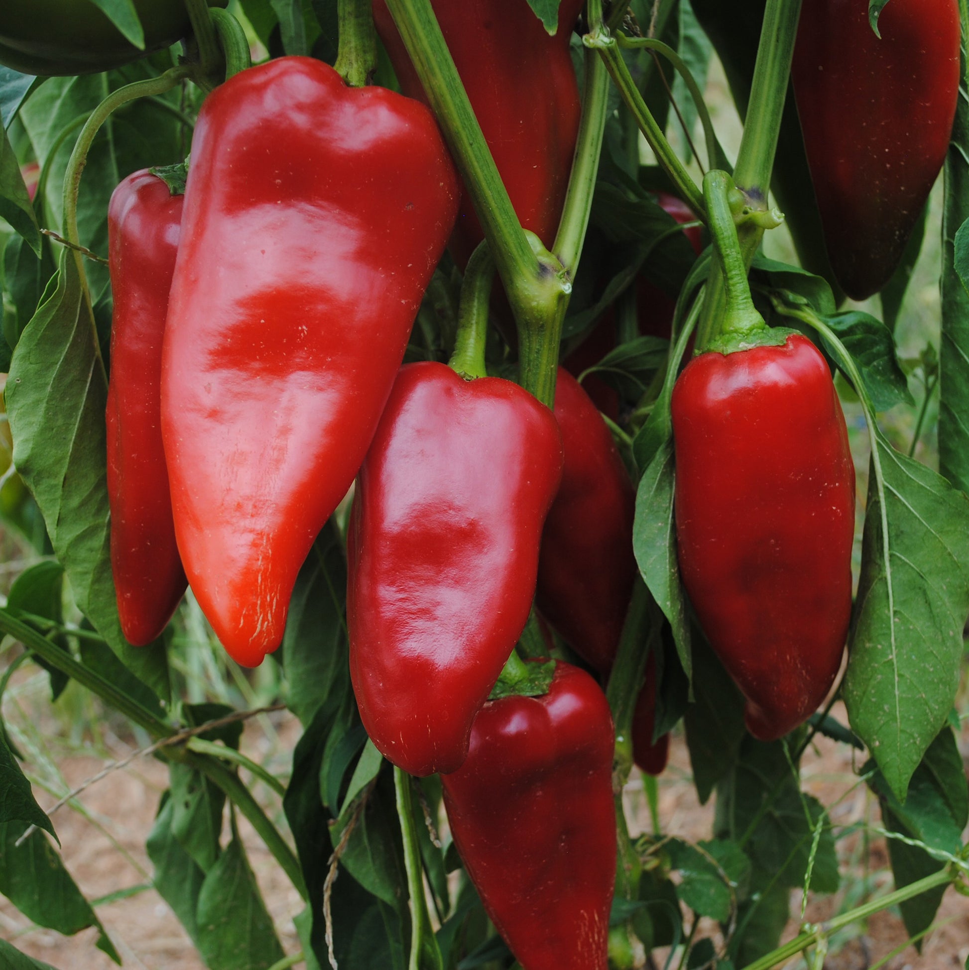 Sweet Italian Frying Peppers on plant grown with Stocky Red Roaster seeds