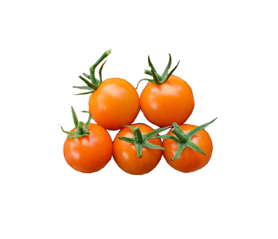 Cherry tomato Sun Gold on white background
