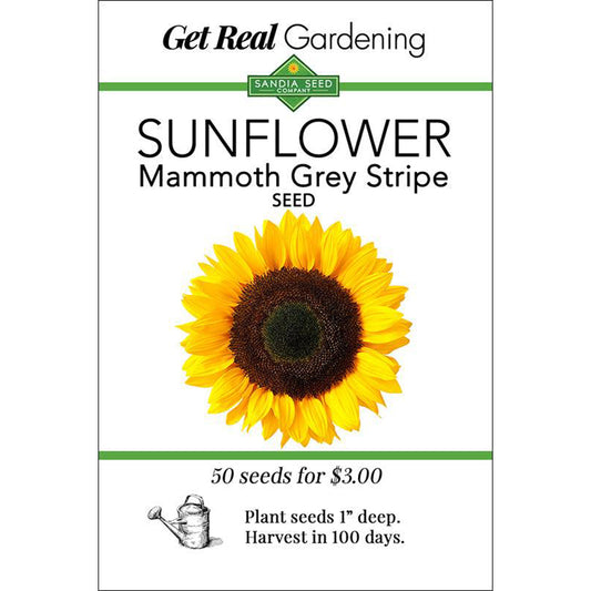 Sunflower - Mammoth Grey Stripe Seeds - Huge Flowers and Tall Plants