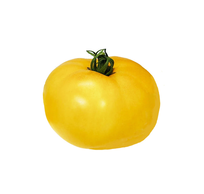 Bright yellow Sunny Boy tomato with tangy mild flavor