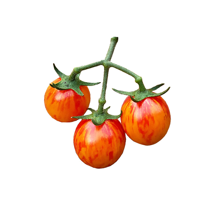 Three cherry tomatoes on a vine against a white background