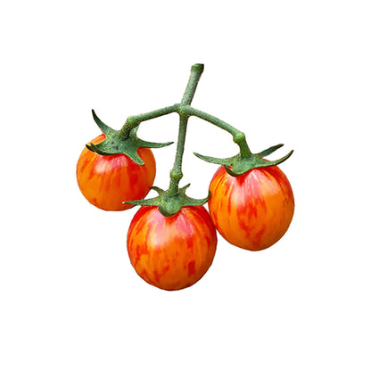 Three cherry tomatoes on a vine against a white background