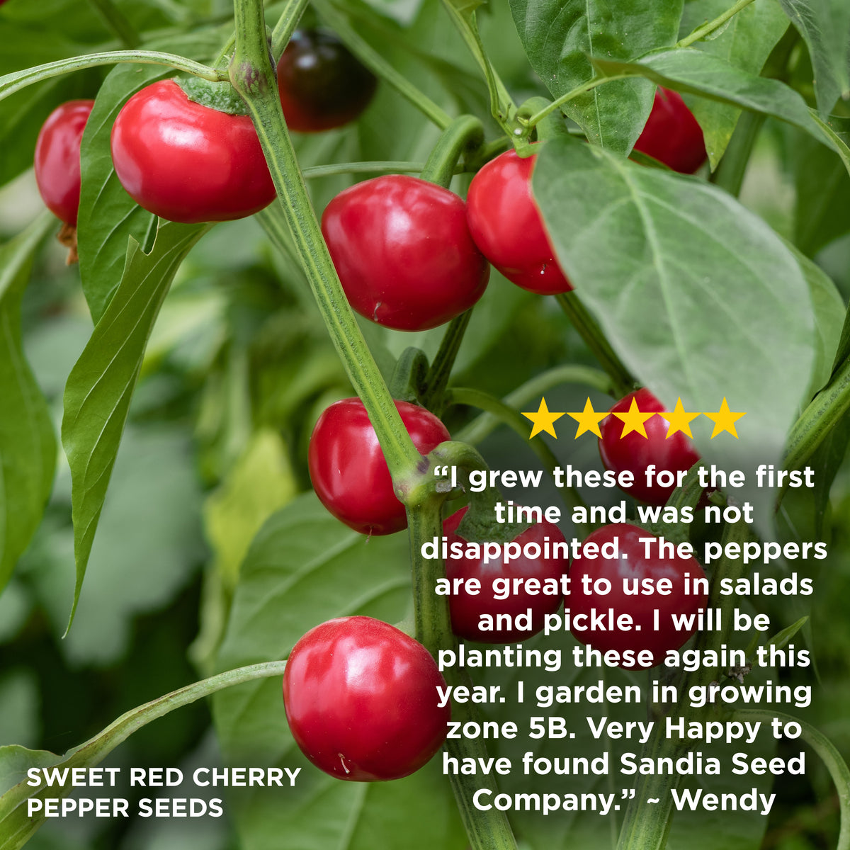 I grew these for the first time and was not disappointed. The peppers are great to use in salads and pickle. I will be planting these again this year. I garden in growing zone 5B. Very Happy to have found Sandia Seed company - Wendy

Photo: Sweet red cherry pepper seeds growing on a plant with bright red cherries and green leaves, with a customer review quote and star rating overlaid on the right side.