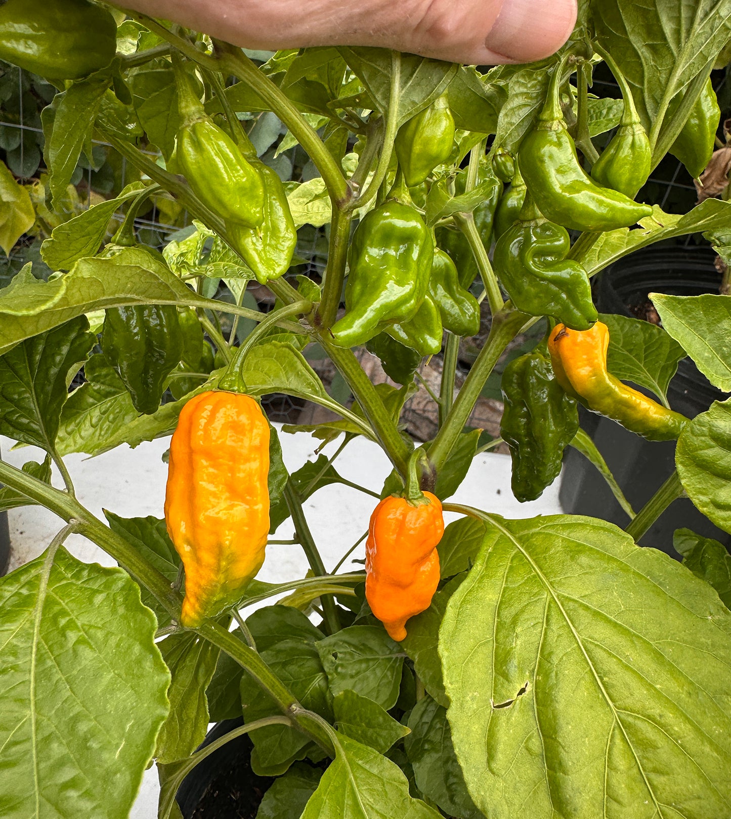Tasmanian Ghost pepper plant full of orange bhut jolokia ghost peppers chiles