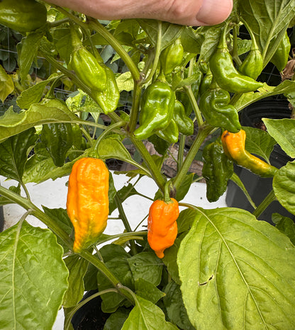 Tasmanian Ghost pepper plant full of orange bhut jolokia ghost peppers chiles