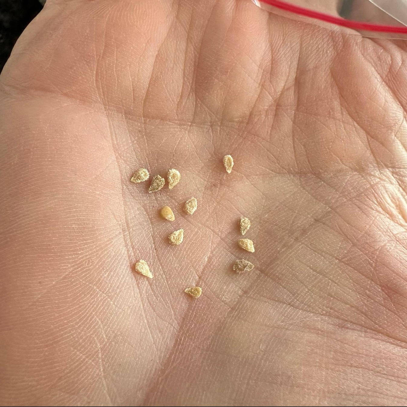 Tiny Tim Tomato Seeds Sandia Seed Company