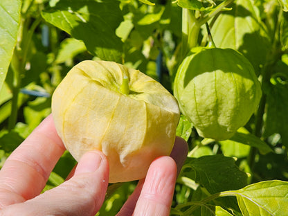 Tomatillo Seeds - Harvesting Tomatillos