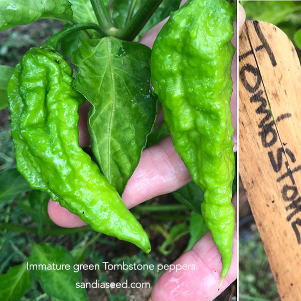 Tombstone Ghost peppers maturing from green to red very tasty