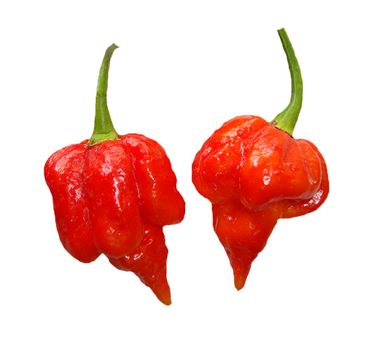 Two red Trinidad Scorpion Super Hot Peppers on a white background
