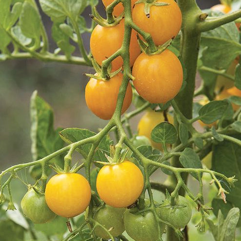 Yellow Tumbling Tom tomatoes on vine