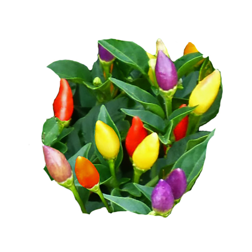 Twilight NuMex Pepper Seeds produce ornamental peppers in vibrant purple, red, orange, and yellow hues. Ideal for colorful garden displays.
