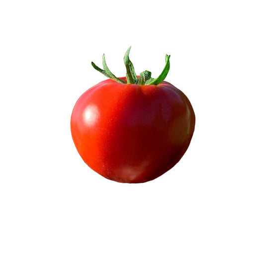 Wisconsin 55 Tomato Seeds