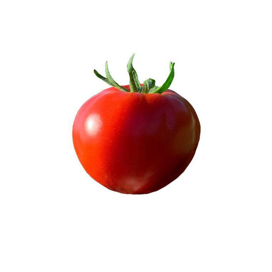 Wisconsin 55 Tomato Seeds - Crack-resistant - Disease Tolerant - Heirloom