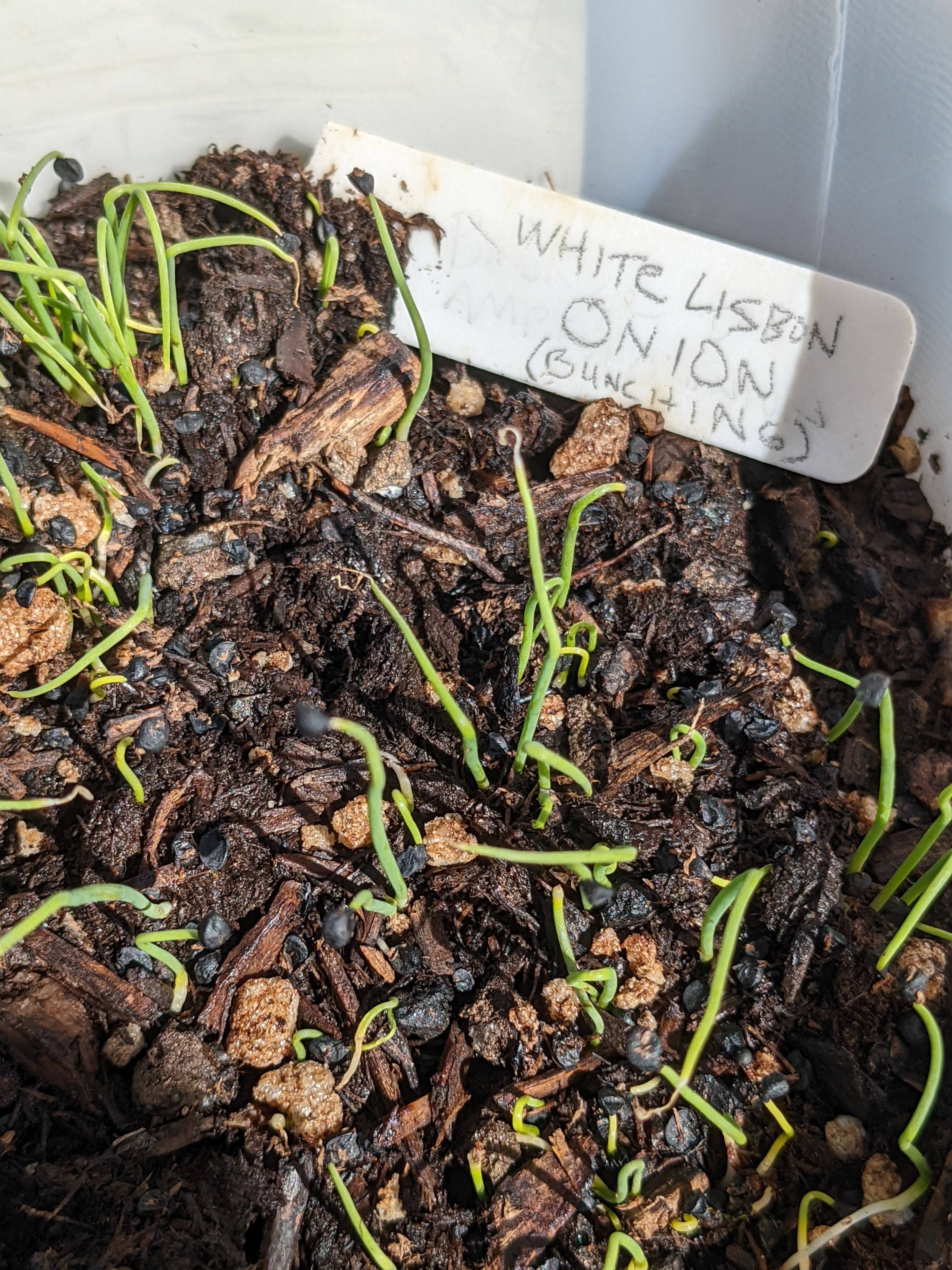 plant green onions from seed White Lisbon Onion Seeds - Bunching