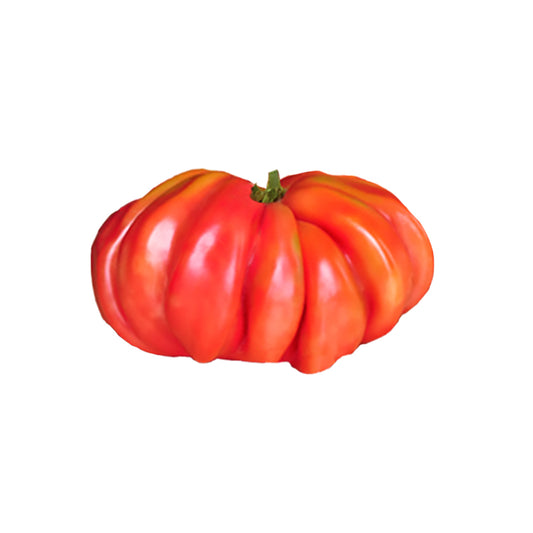 Zapotec Pleated Tomato Seeds - Heirloom from Mexico showing a ripe, pleated red tomato with bi-color tones, ideal for grilling and warm climates.