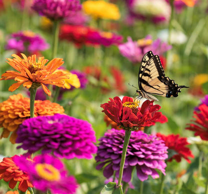 Pollinator Garden Seed Bundle - 7-Pack Discount Sale - The Best Pollinator plants for your pepper, tomato and vegetable garden