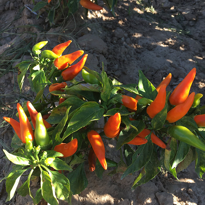 pepper garden seeds Bulgarian Carrot Pepper Seeds - Very Hot Peppers