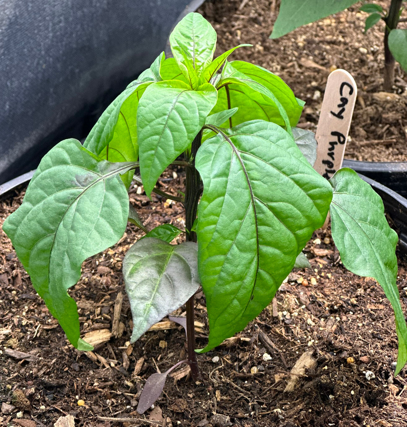 Purple Cayenne Pepper