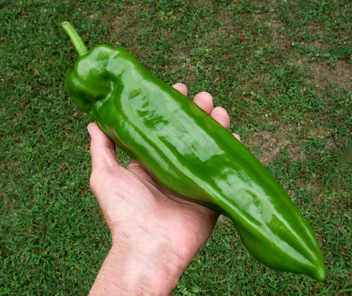 Marconi Giant F1 Sweet Pepper Seeds