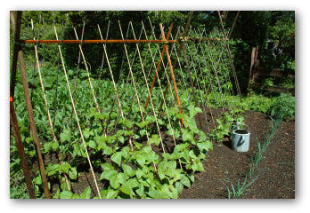 Bean - Kentucky Blue Pole Green Bean Seeds