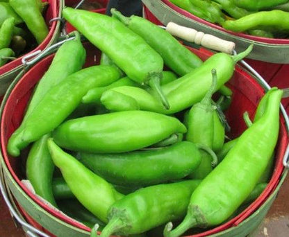 Freshly harvested green chile peppers in red baskets, showcasing the authentic varieties from the Green Chile 3 Pack seed collection.