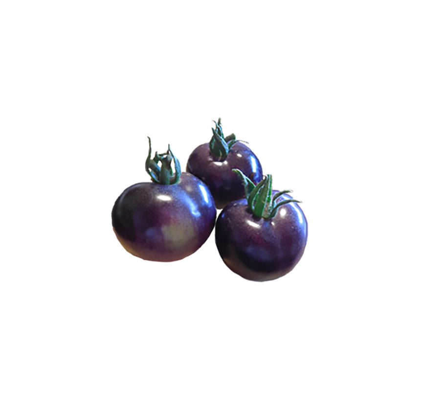 indigo rose seeds Indigo Rose Tomato Seeds - Unique Purple Fruit